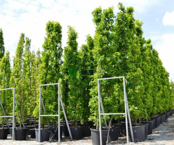 Quercus robur fastigiata (FAGACEAE)