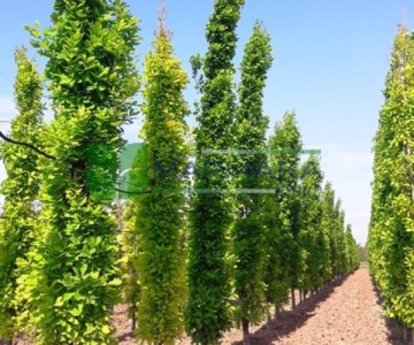 Quercus robur fastigiata koster (FAGACEAE)