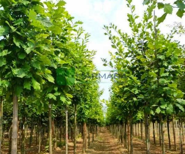 Quercus rubra (FAGACEAE)