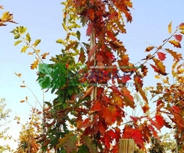 Quercus rubra pyramid shaped (FAGACEAE)