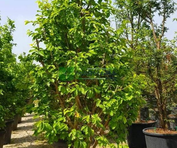 Sycoparrotia semidecidua (HAMAMELIDACEAE)