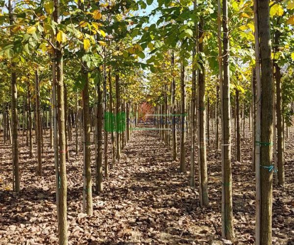 Ulmus glabra (ULMACEAE)