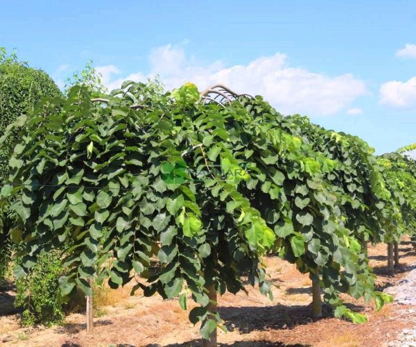 Ulmus glabra pendula (ULMACEAE)