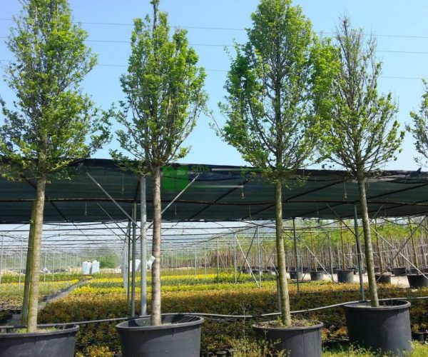 Ulmus lobel (ULMACEAE)