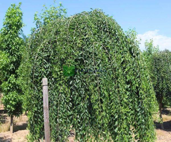 Ulmus minor pendula (ULMACEAE)