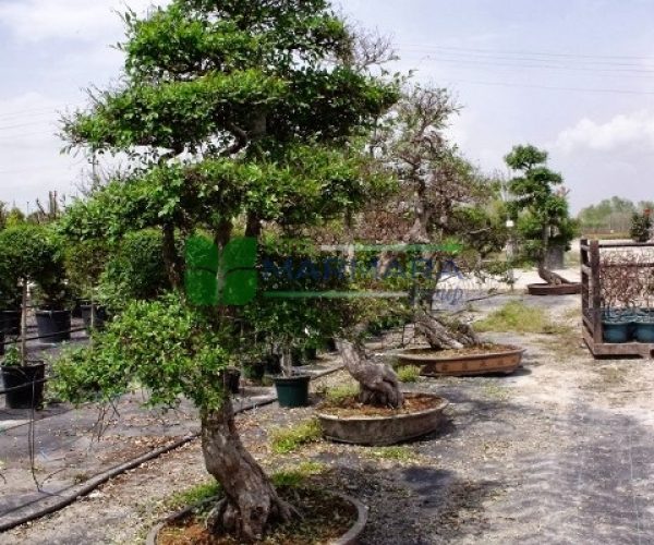 Ulmus parvifolia bonsai (ULMACEAE)