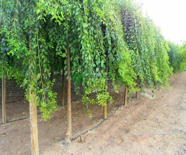 Ulmus pumila mauro (Ulmus pendula mauro) (ULMACEAE)