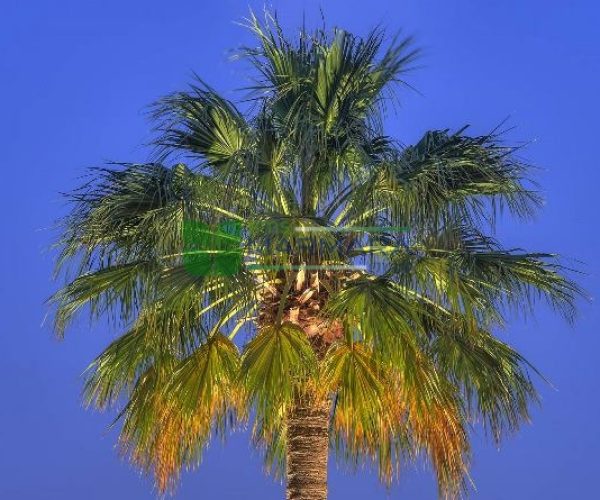 Washingtonia filifera (ARECACEAE)