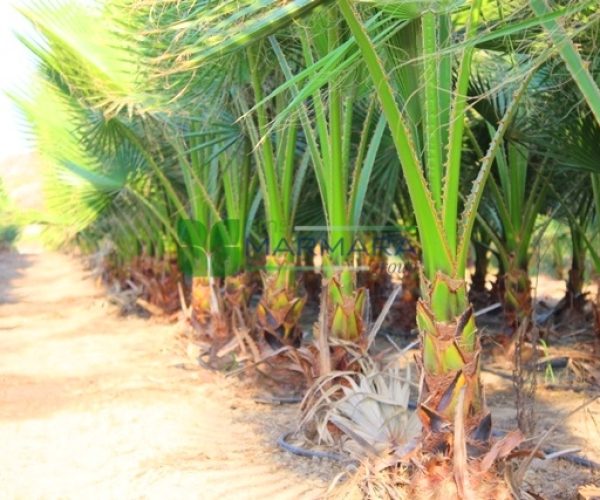 Washingtonia robusta (ARECACEAE)