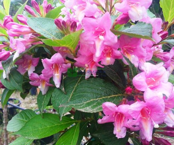 Weigela florida (CAPRIFOLIACEAE)