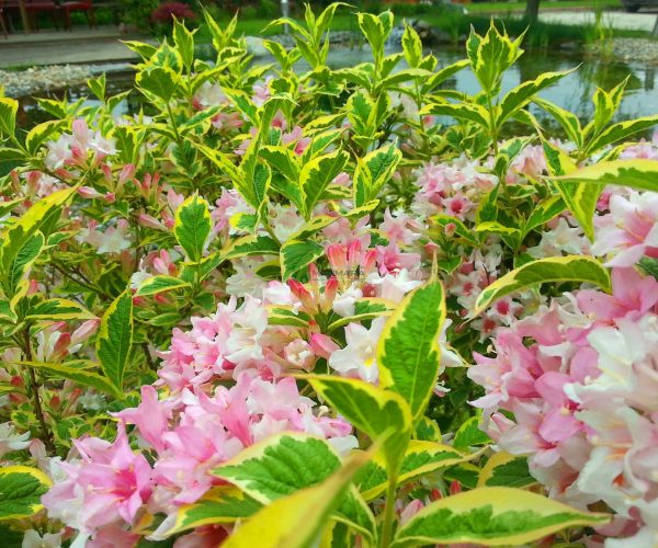 Weigela florida variegata (CAPRIFOLIACEAE)