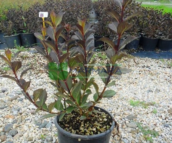 Weigela florida wine roses (CAPRIFOLIACEAE)