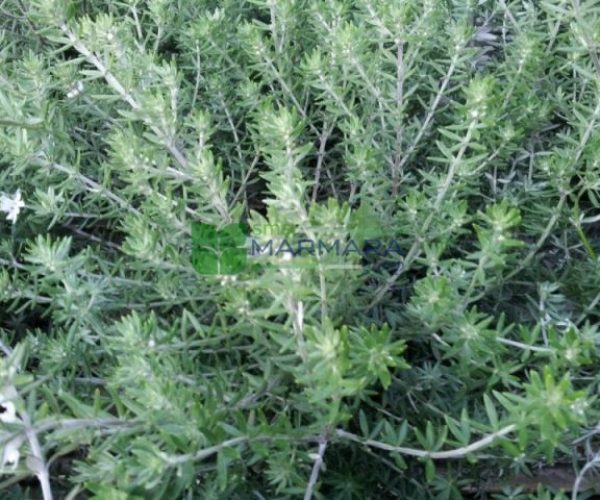 Westringia fruticosa (Westringia rosmariniformis) (LAMIACEAE)