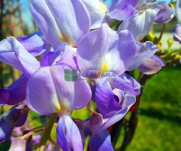 Wisteria sinensis (LEGUMINOSAE)