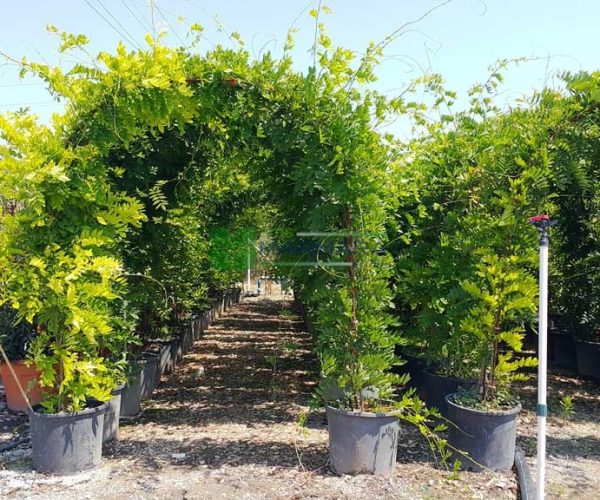 Wisteria sinensis alba arc (LEGUMINOSAE)