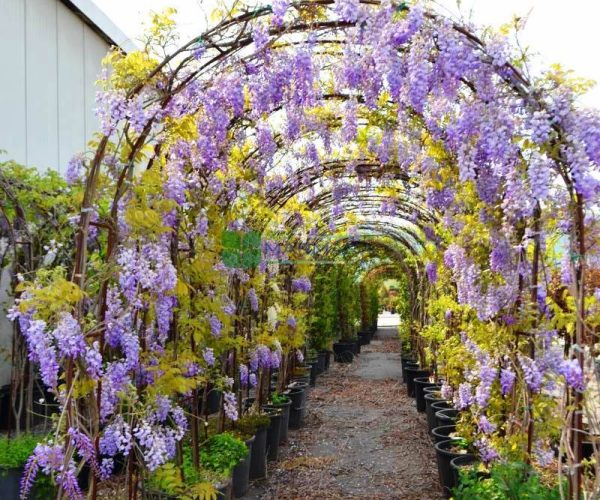 Wisteria sinensis arc (LEGUMINOSAE)