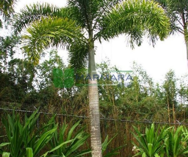 Wodyetia bifurcata (ARECACEAE)