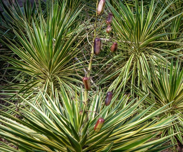 Yucca aloifolia purpurea (ASPAGACEAE)