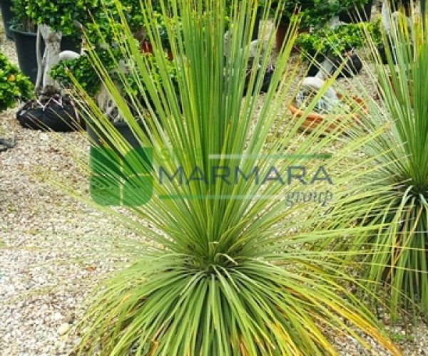 Yucca elata (AGAVACEAE)