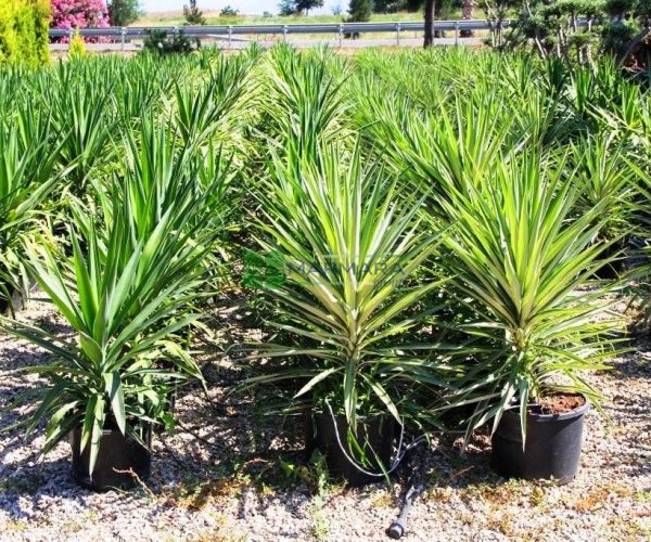 Yucca elephantipes silver star (AGAVACEAE)