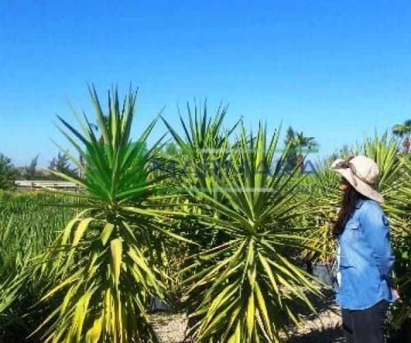 Yucca elephantipes var. gigantea (ASPAGACEAE)