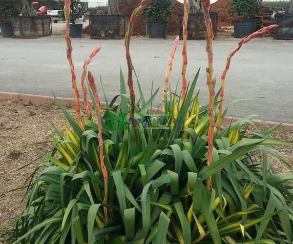 Yucca filamentosa (AGAVACEAE)