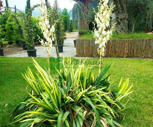 Yucca filamentosa variegata (AGAVACEAE)