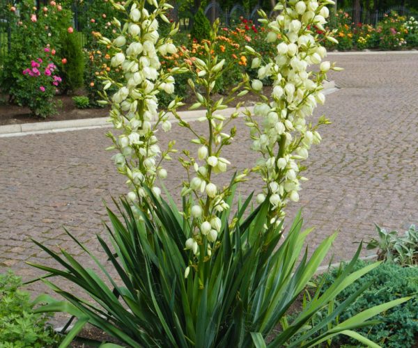 Yucca filifera (ASPARAGACEAE)