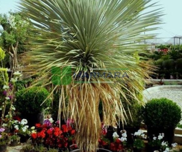 Yucca rostrata (AGAVACEAE)