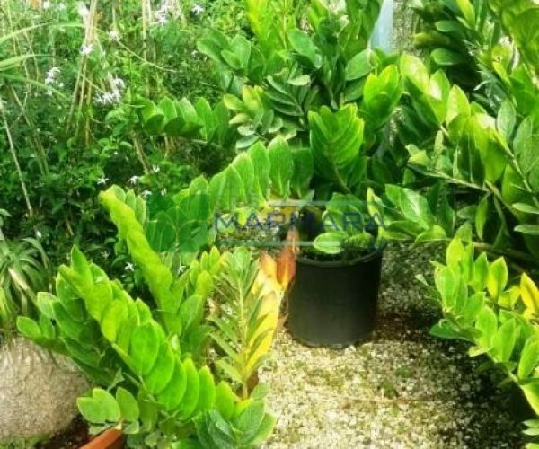 Zamia furfuracea (ZAMIACEAE)