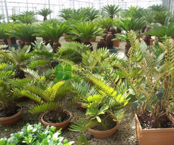 Zamia pumila (latifoliolata) (ZAMIACEAE)