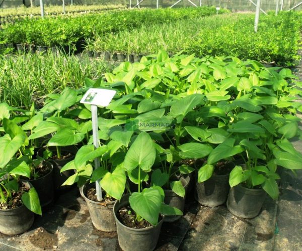 Zantedeschia aethiopica (ARACEAE)