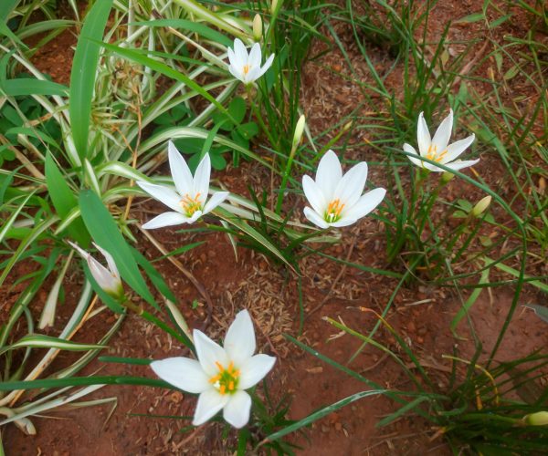 Zephyranthes (Amaryllis) candida (AMARYLLIDACEAE)