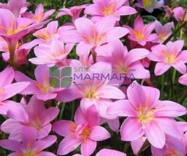 Zephyranthes rosea (AMARYLLIDACEAE)
