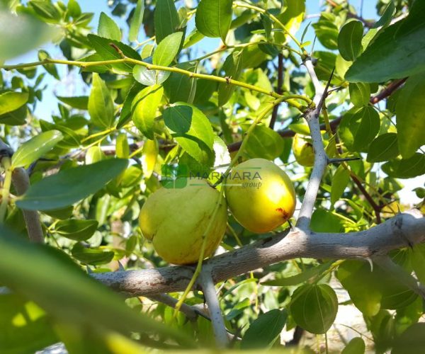 Ziziphus spina christi (RHAMNACEAE)