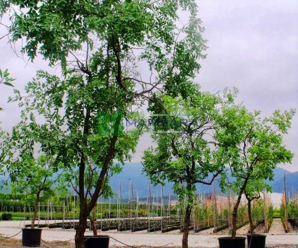 Zizyphus jujuba (RHAMNACEAE)